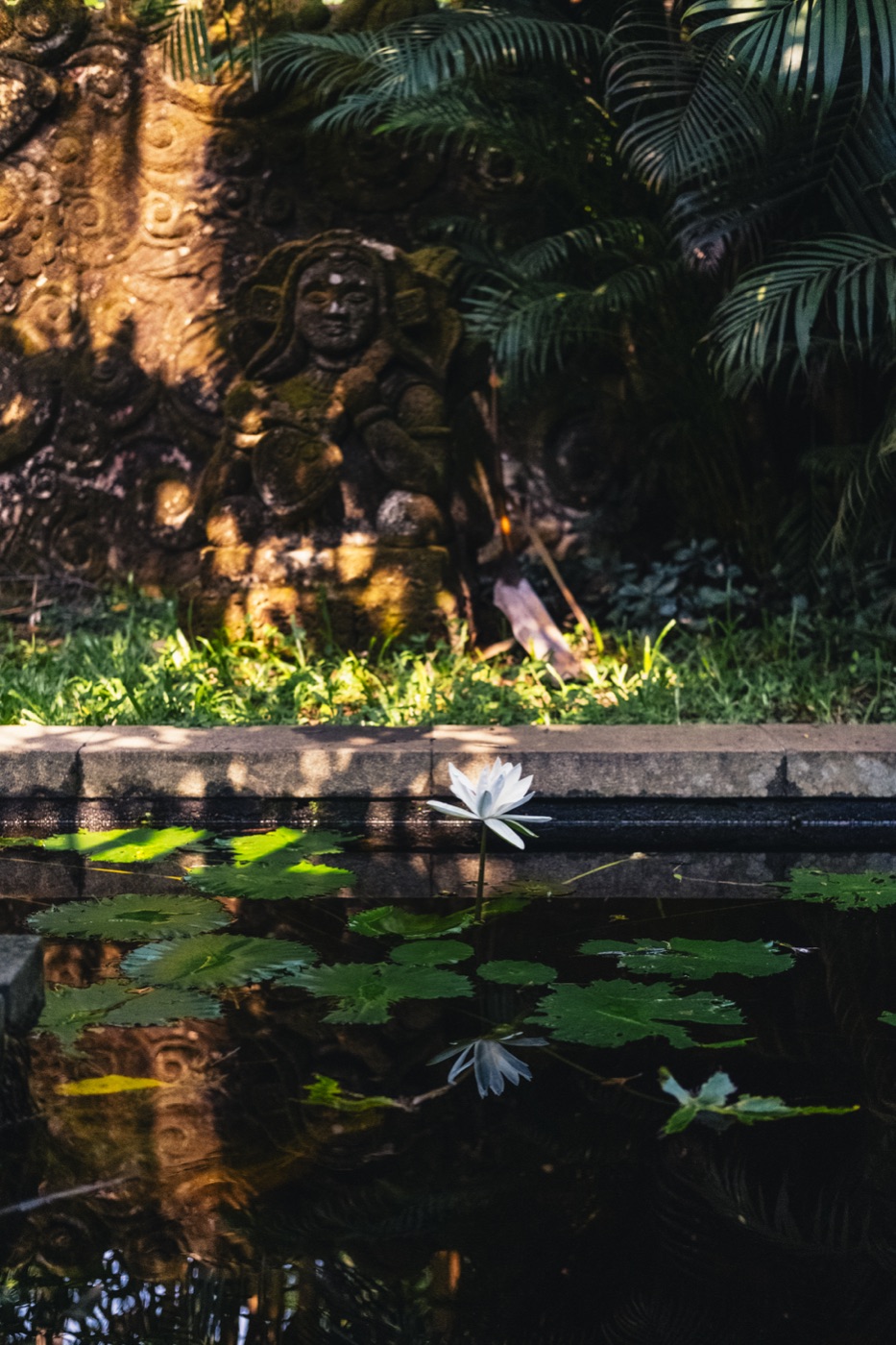 Lotus blooming on the estate pond