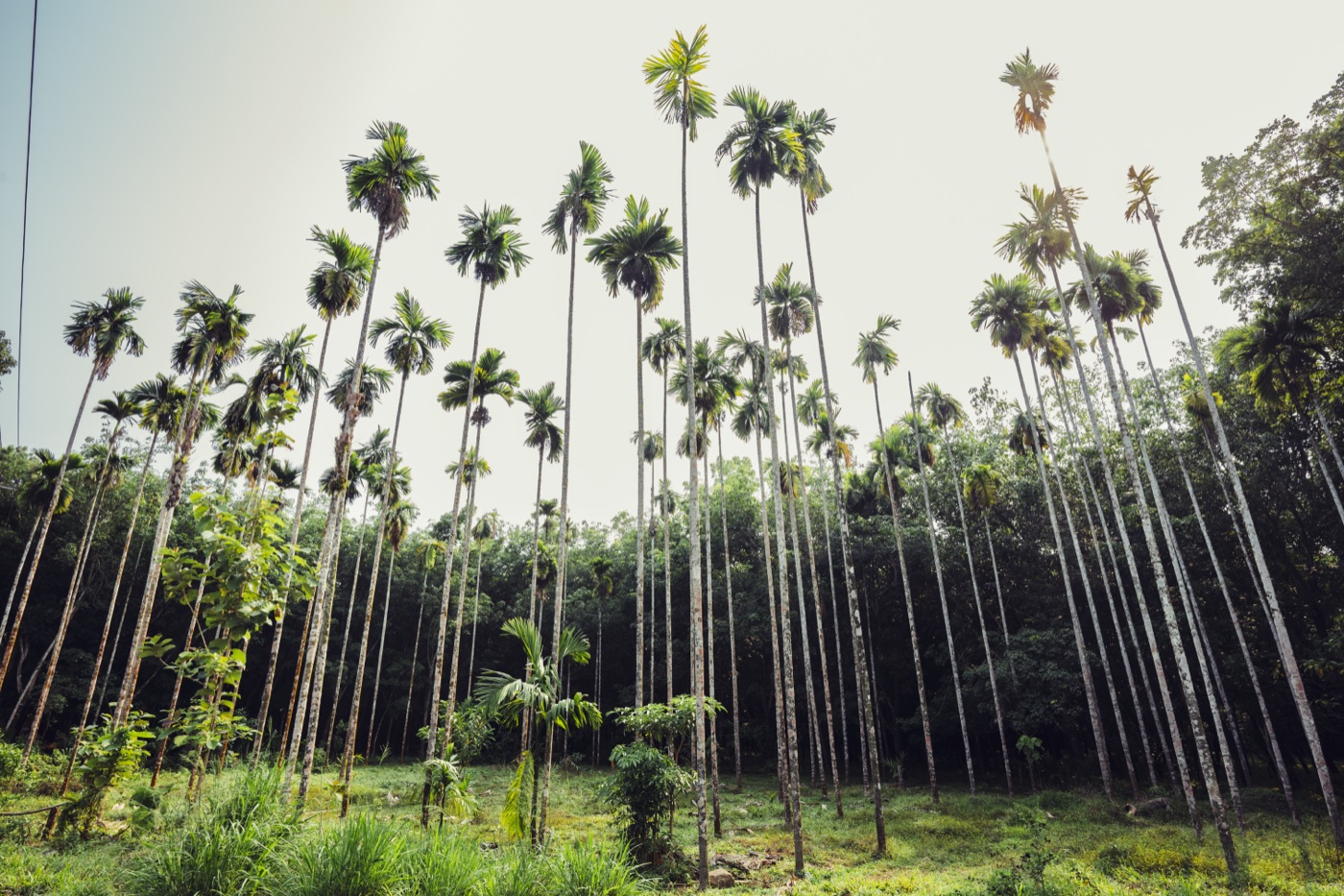 A towering areca palm grove